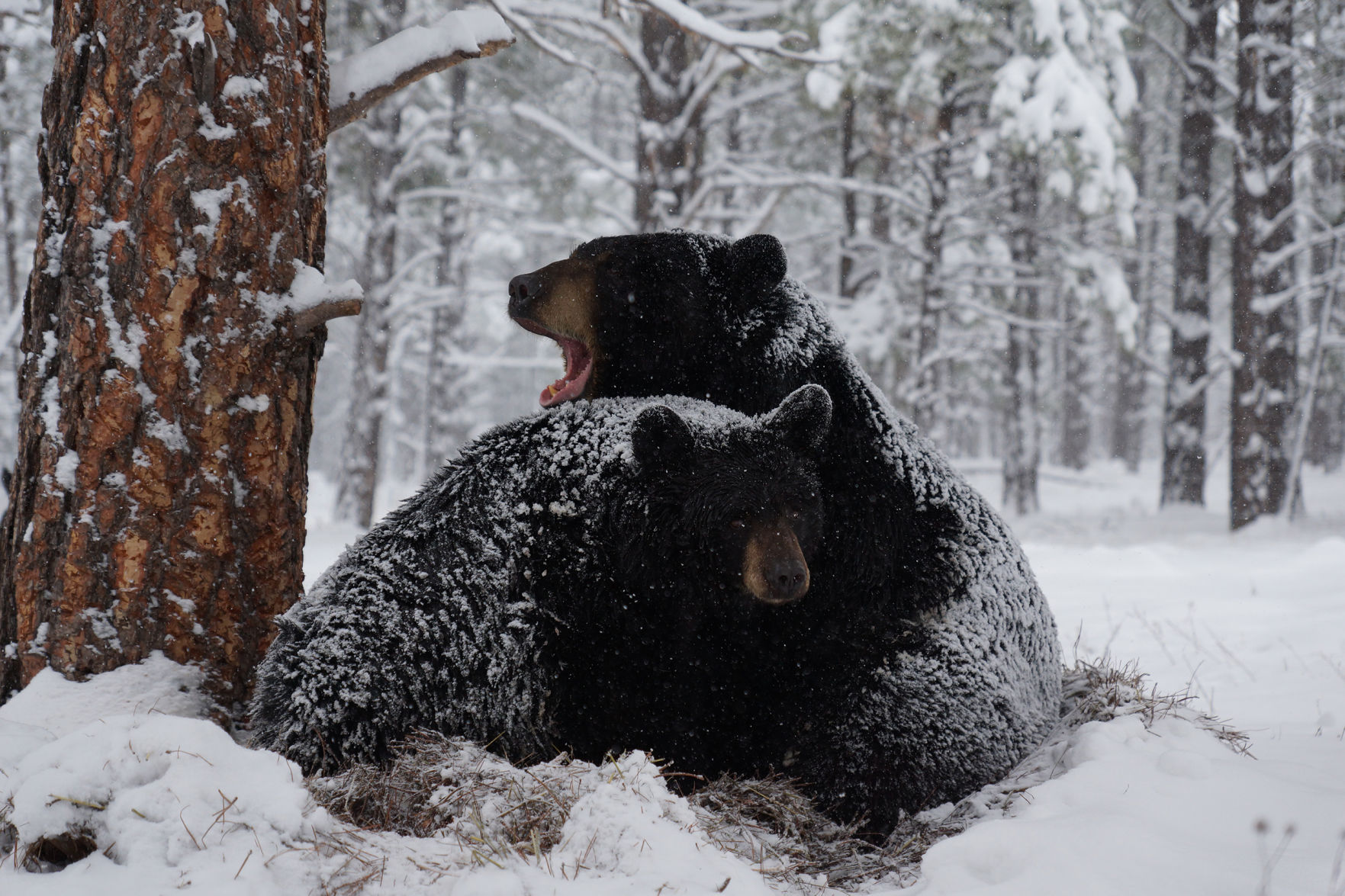 Sleepy bears